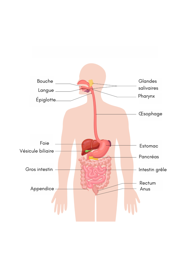 Représentation du système digestif humain, vue en coupe