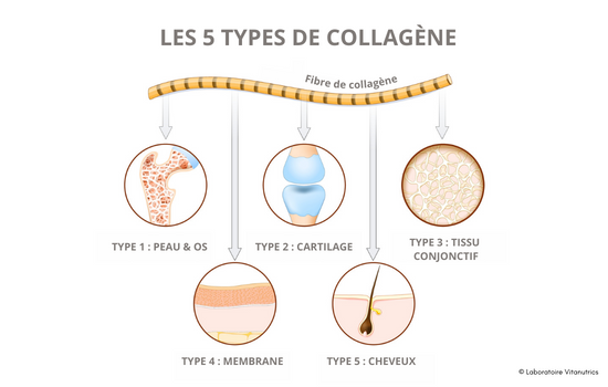 Schéma qui représente les 5 types de collagène principaux que nous avons dans le corps.