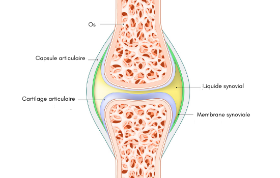 Représentation d'une articulation